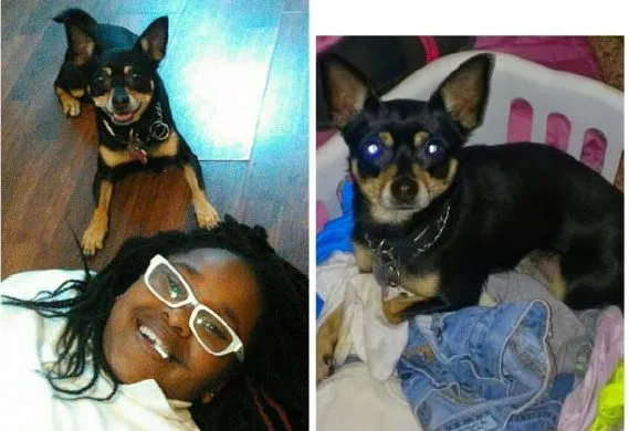 Lost dog in Grand Rapids, MI, 49507
