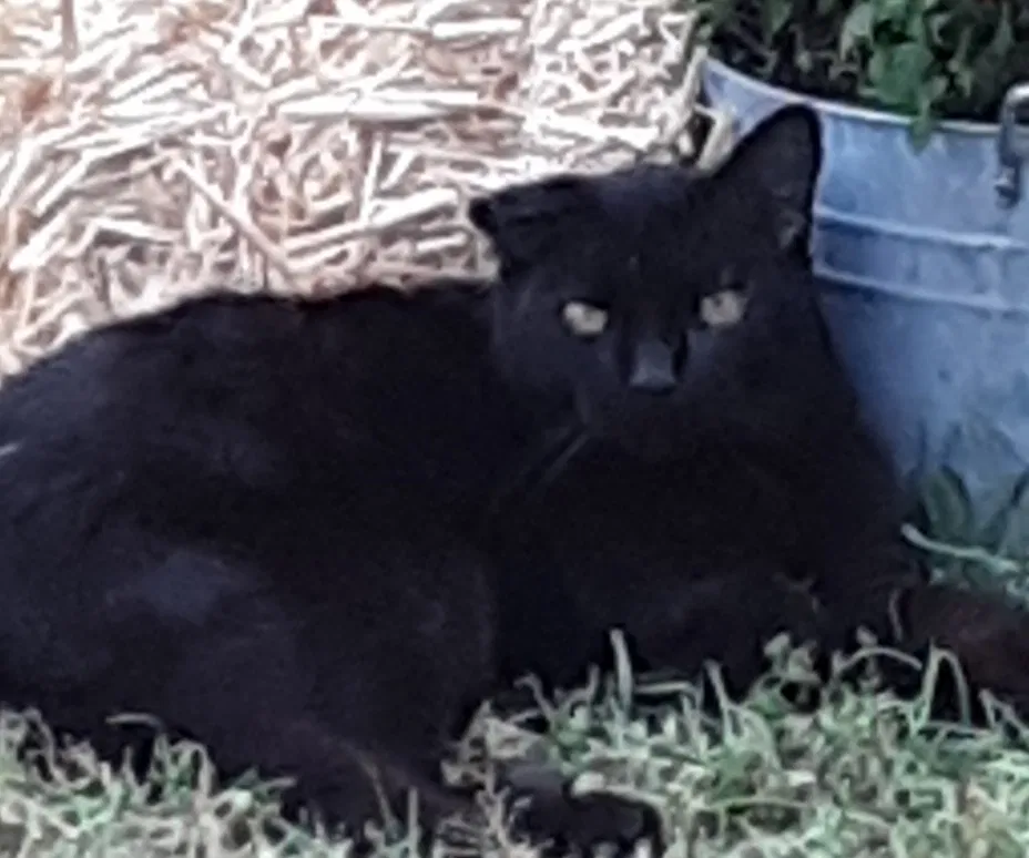 Lost cat in Mount Juliet, TN, 37122