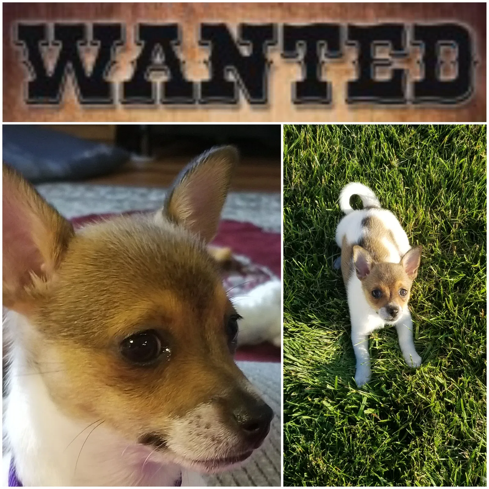 Lost dog in Piqua, OH, 45356