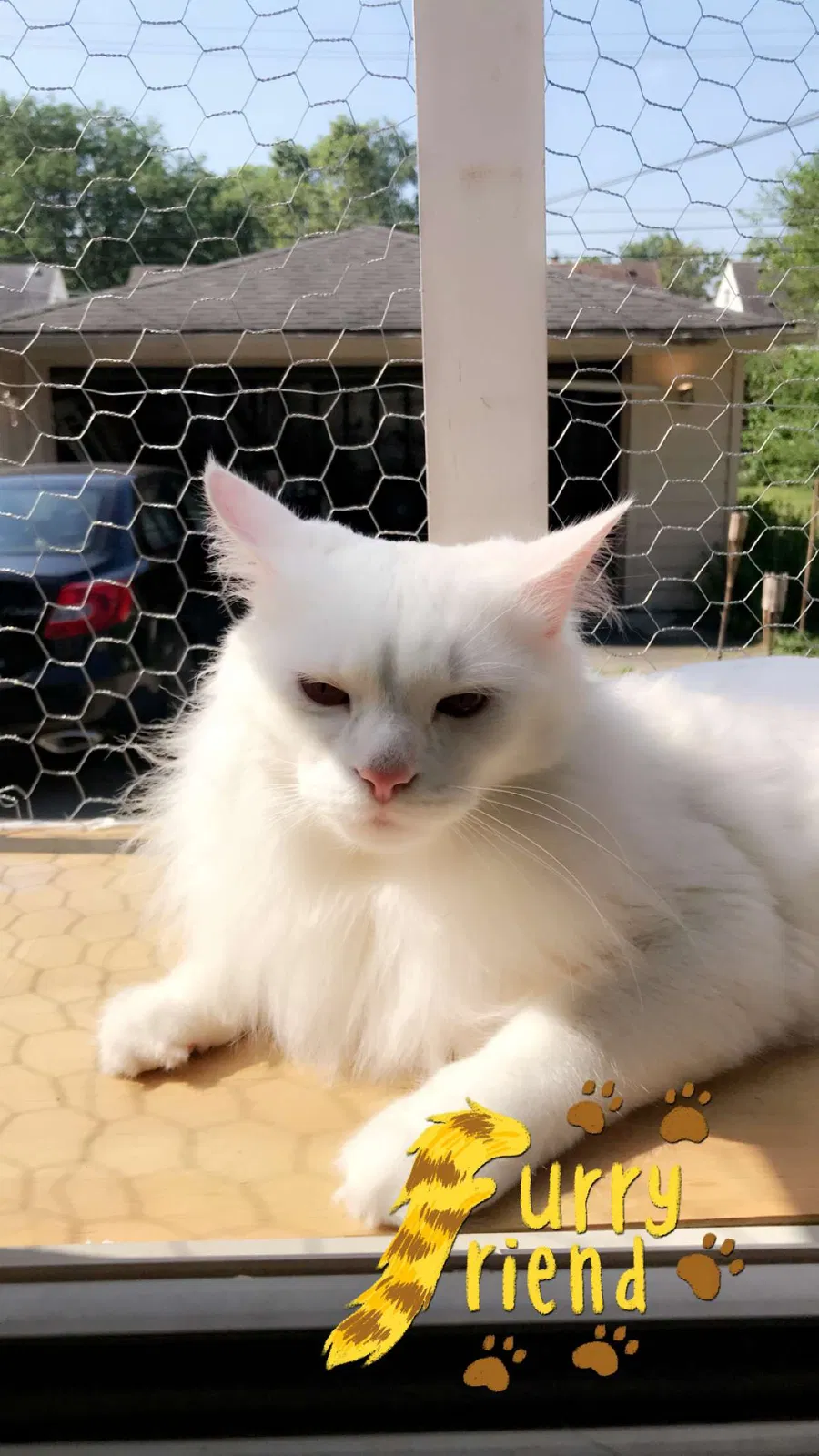 Lost cat in Dearborn, MI, 48124