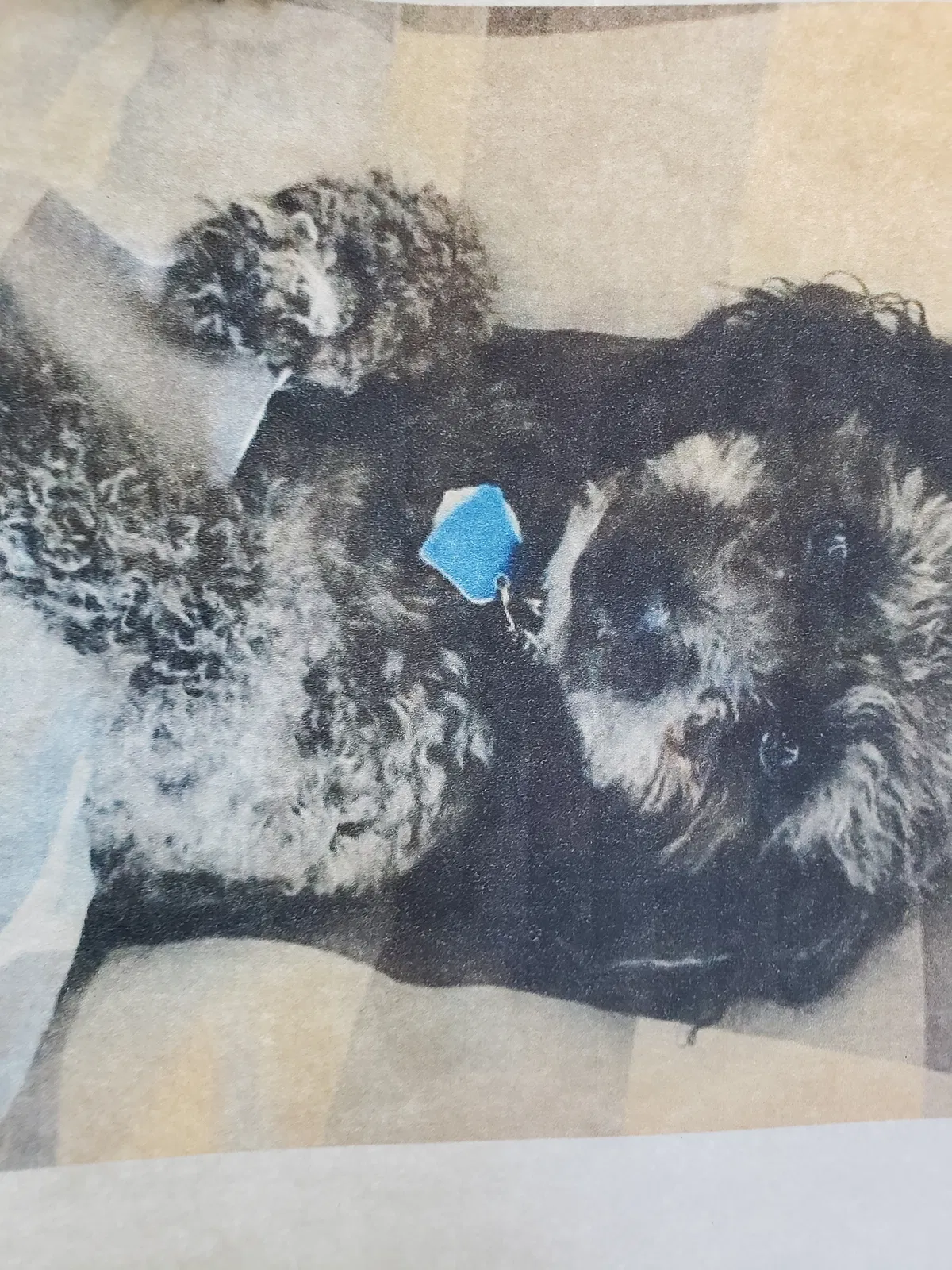 Lost dog in Chicago, IL, 60618