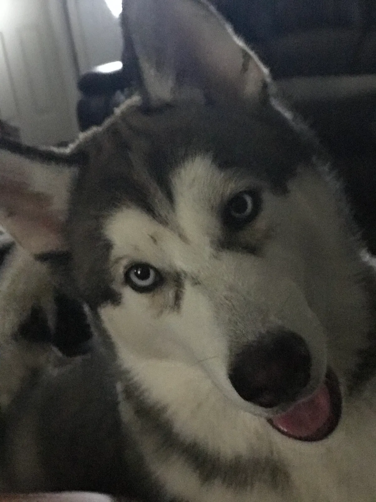 Lost dog in Venus, TX, 76084