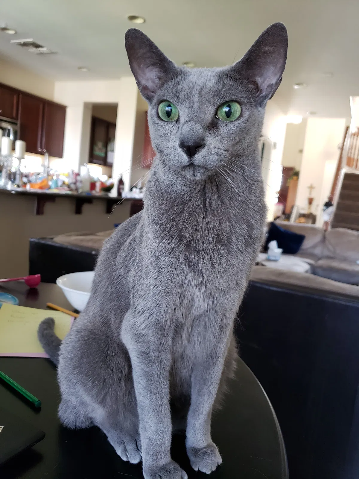 Lost cat in Goodyear, AZ, 85395