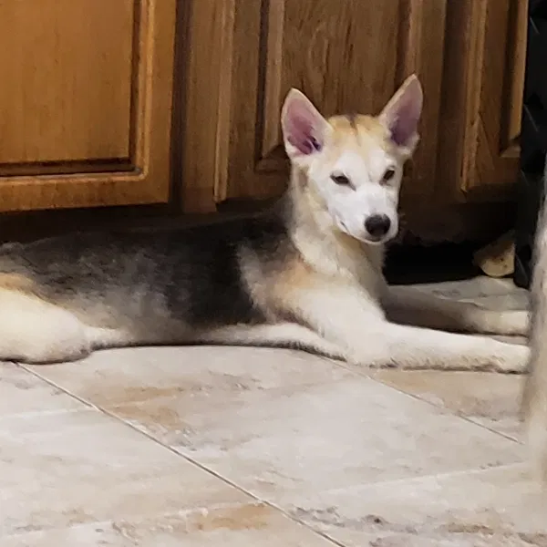 Lost dog in Brooklyn, NY, 11207
