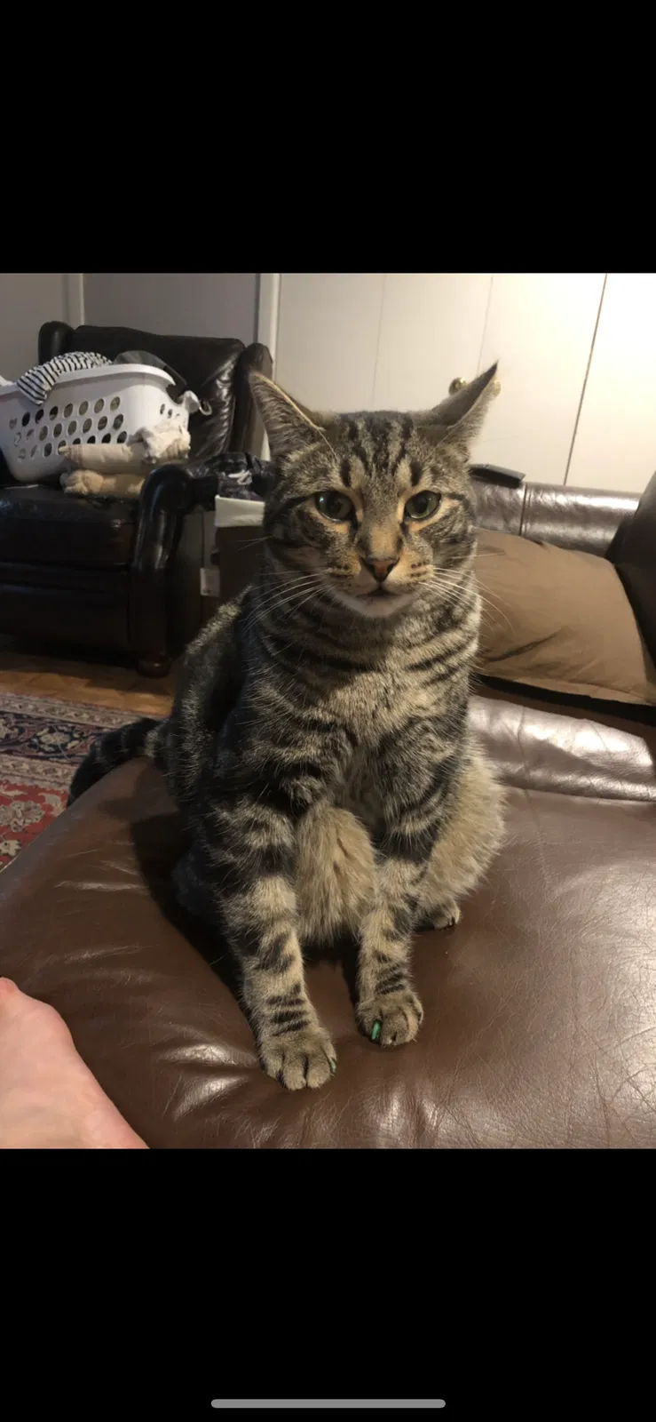 Lost cat in Fort Worth, TX, 76133