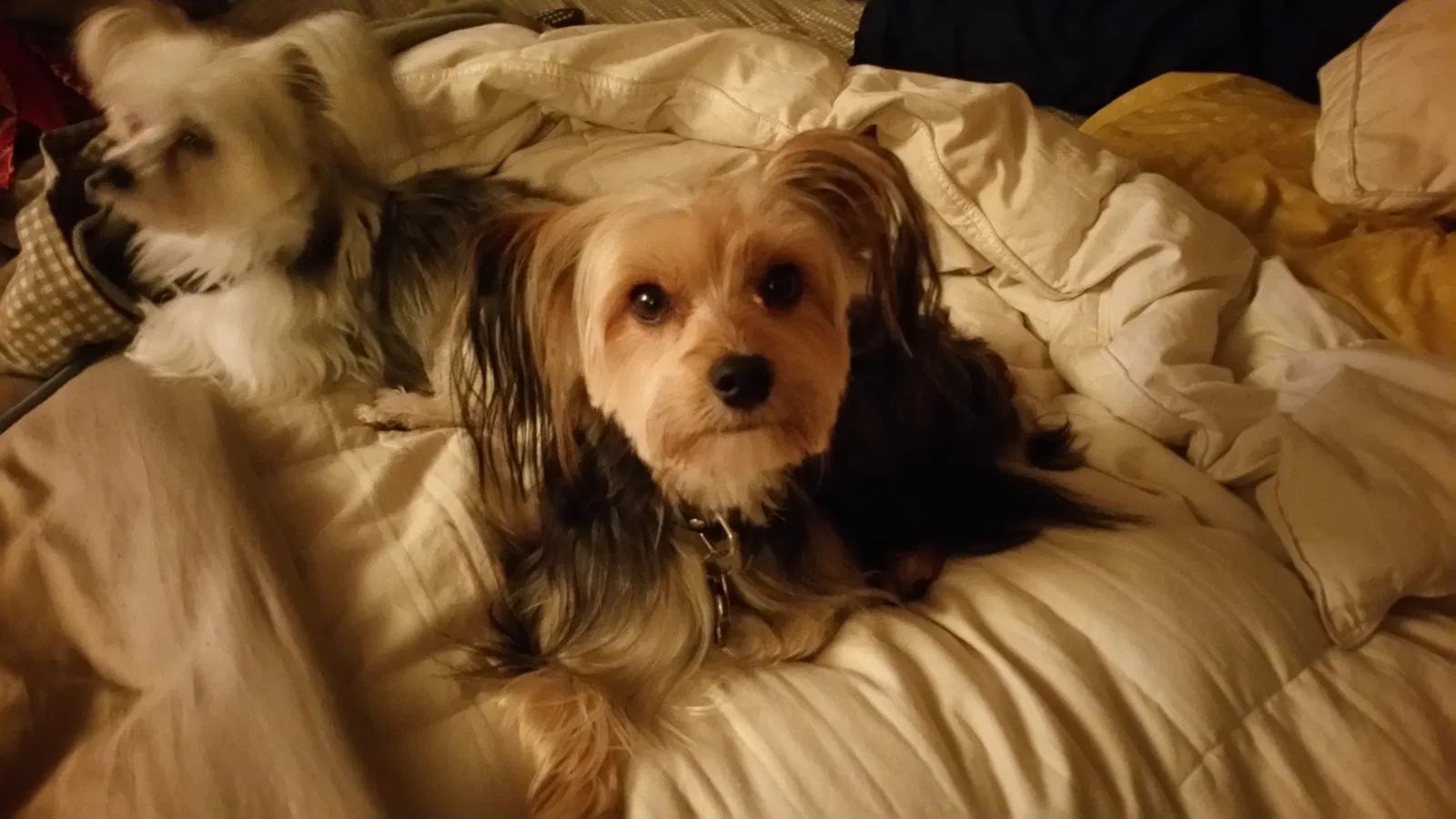 Lost dog in Dallas, TX, 75249