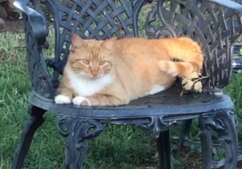 Lost cat in Waelder, TX, 78959