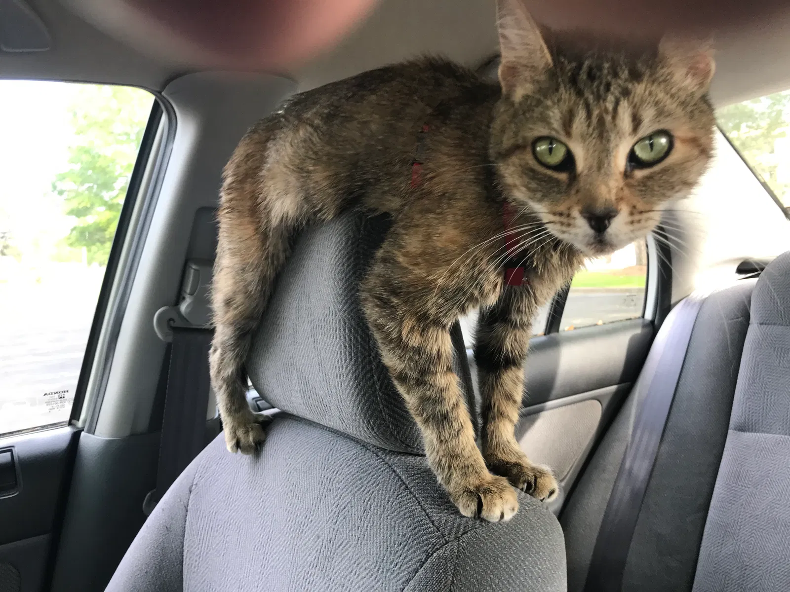 Lost cat in Flowery Branch, GA, 30542