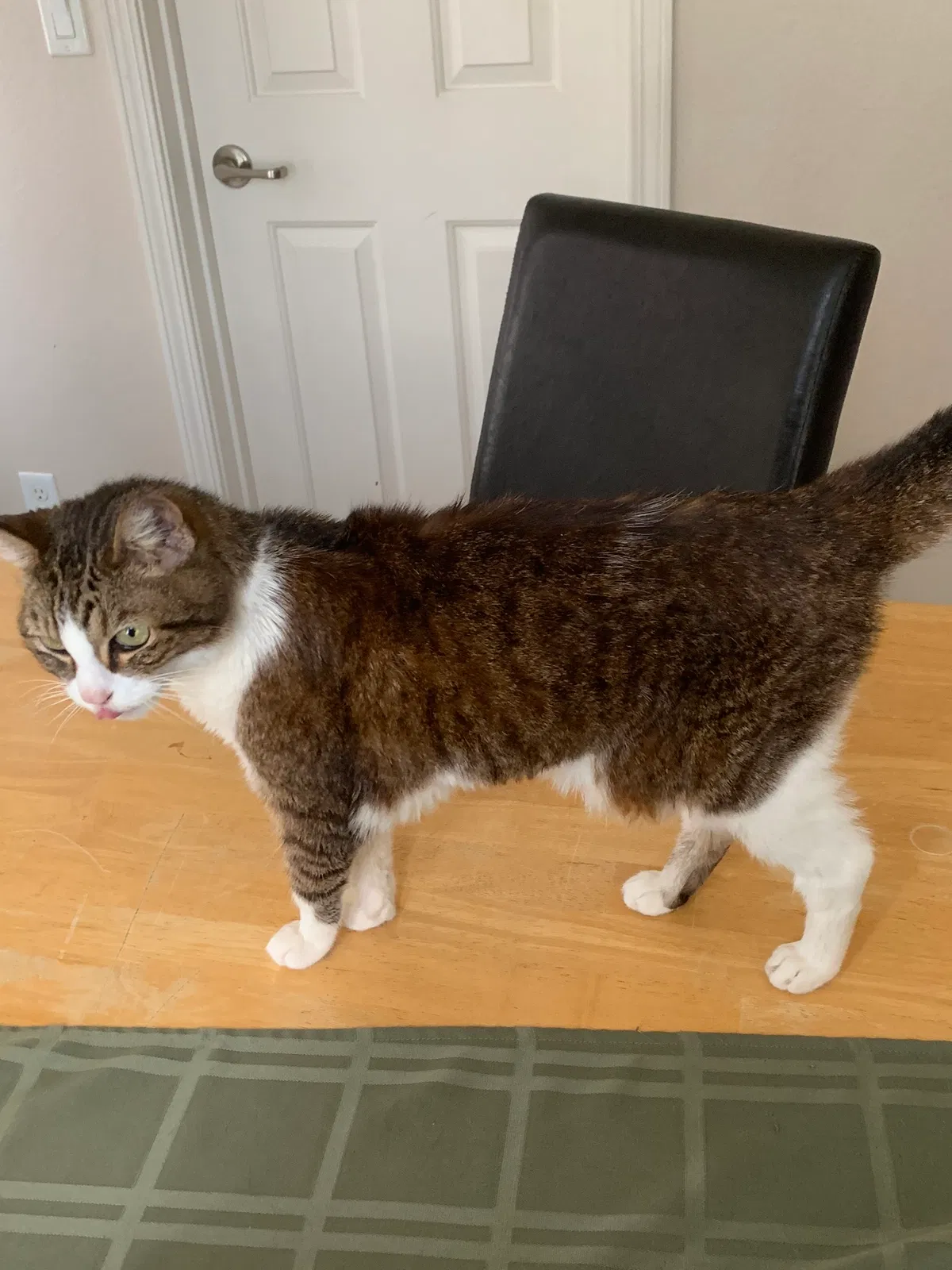 Lost cat in Concord, CA, 94519