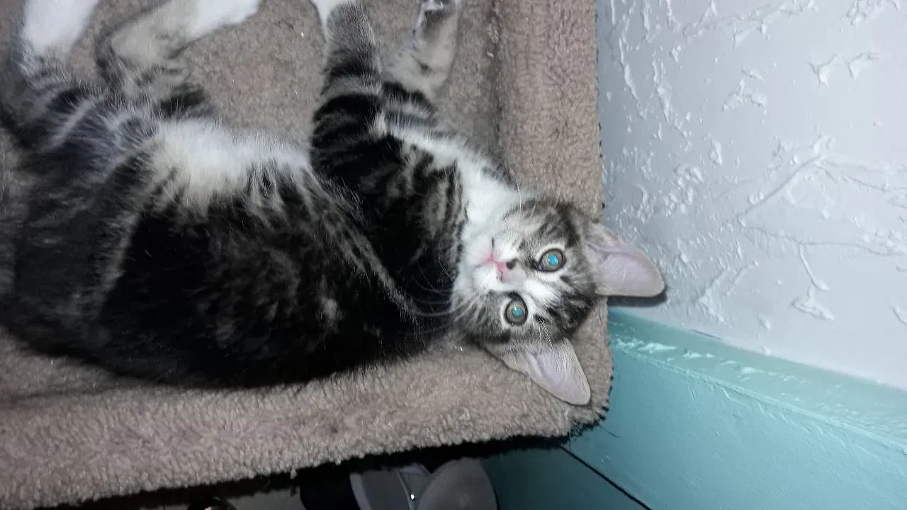 Lost cat in El Paso, TX, 79928