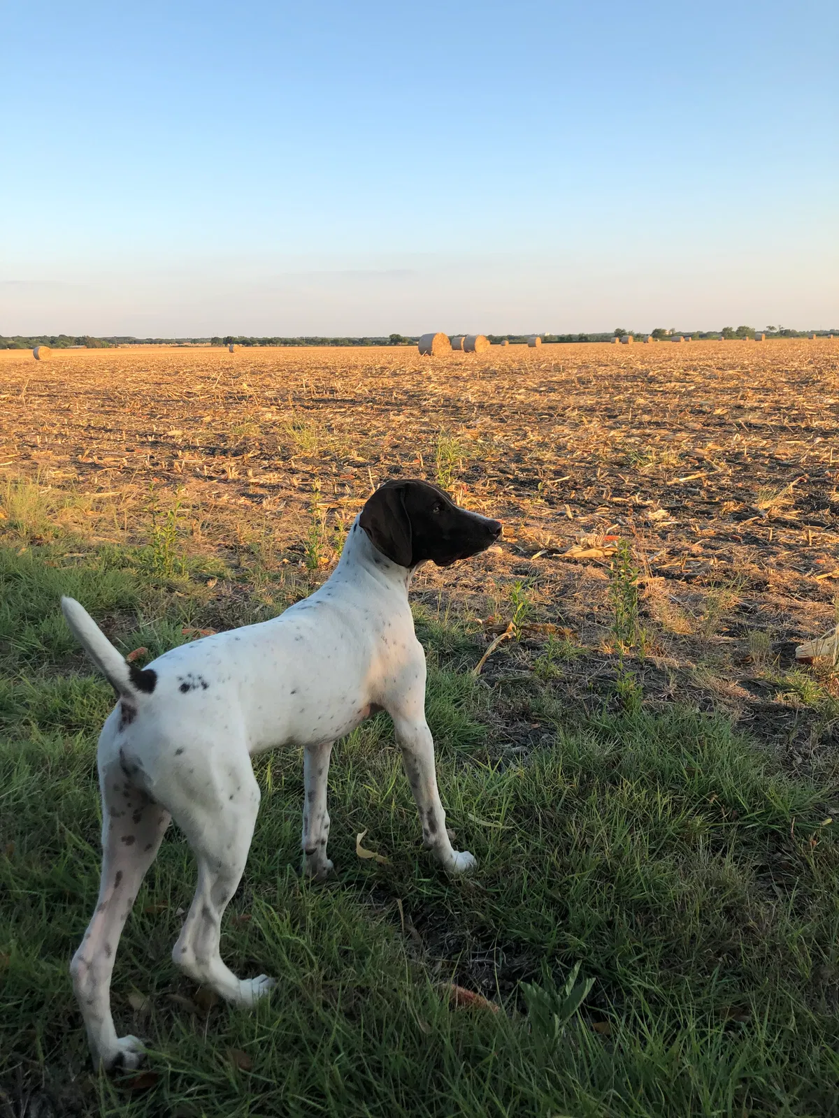 Lost dog in Temple, TX, 76504