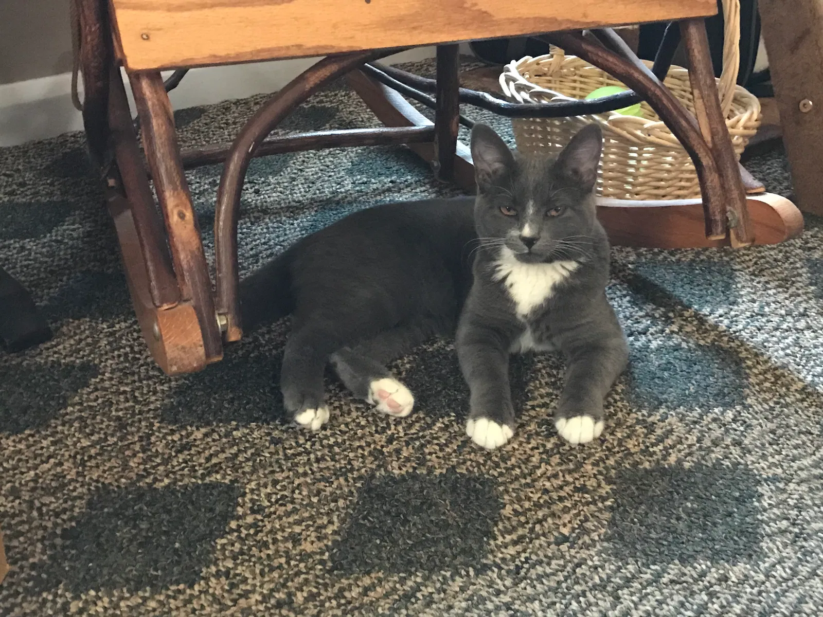 Lost cat in Canfield, OH, 44406