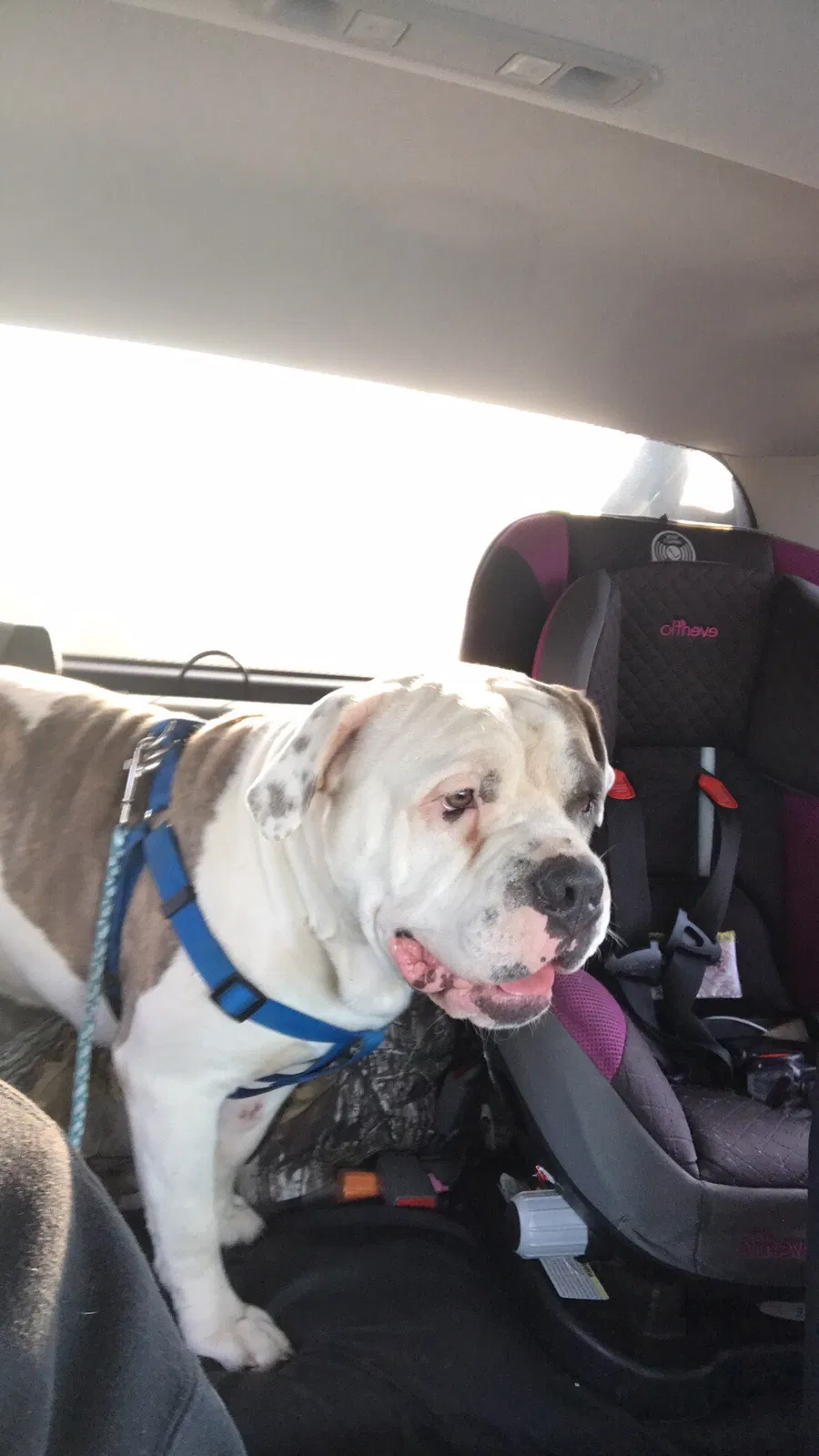 Lost dog in Killeen, TX, 76543