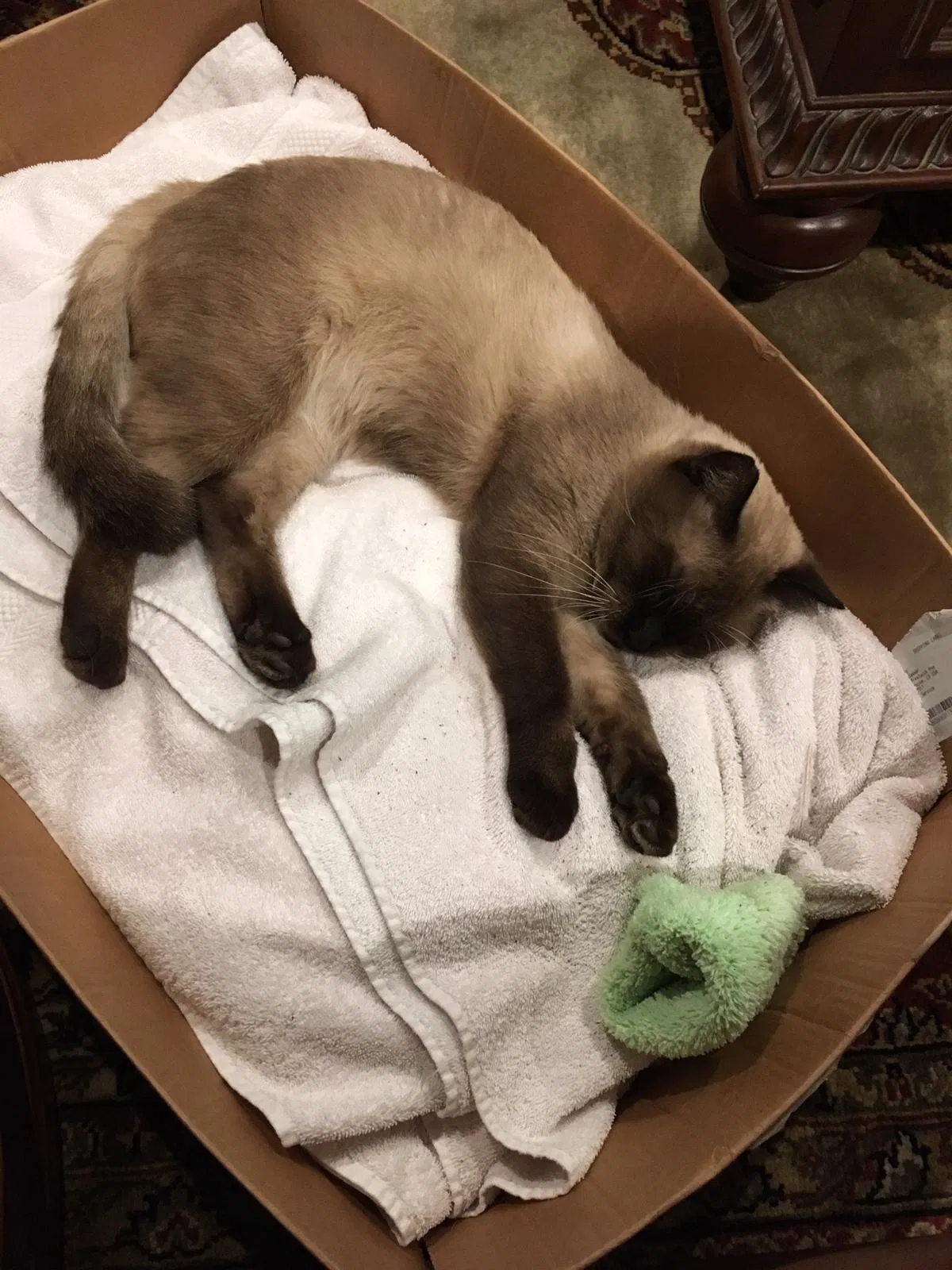 Lost cat in Baton Rouge, LA, 70810