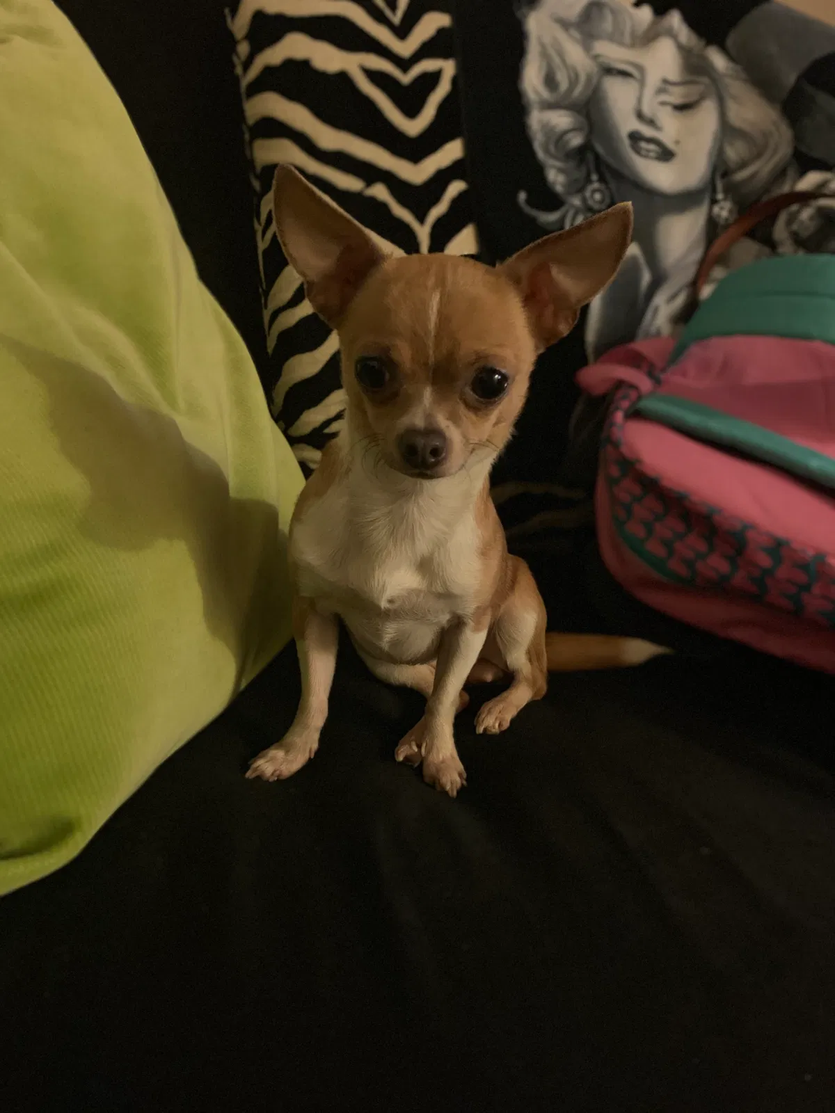 Lost dog in Charlotte, NC, 28227