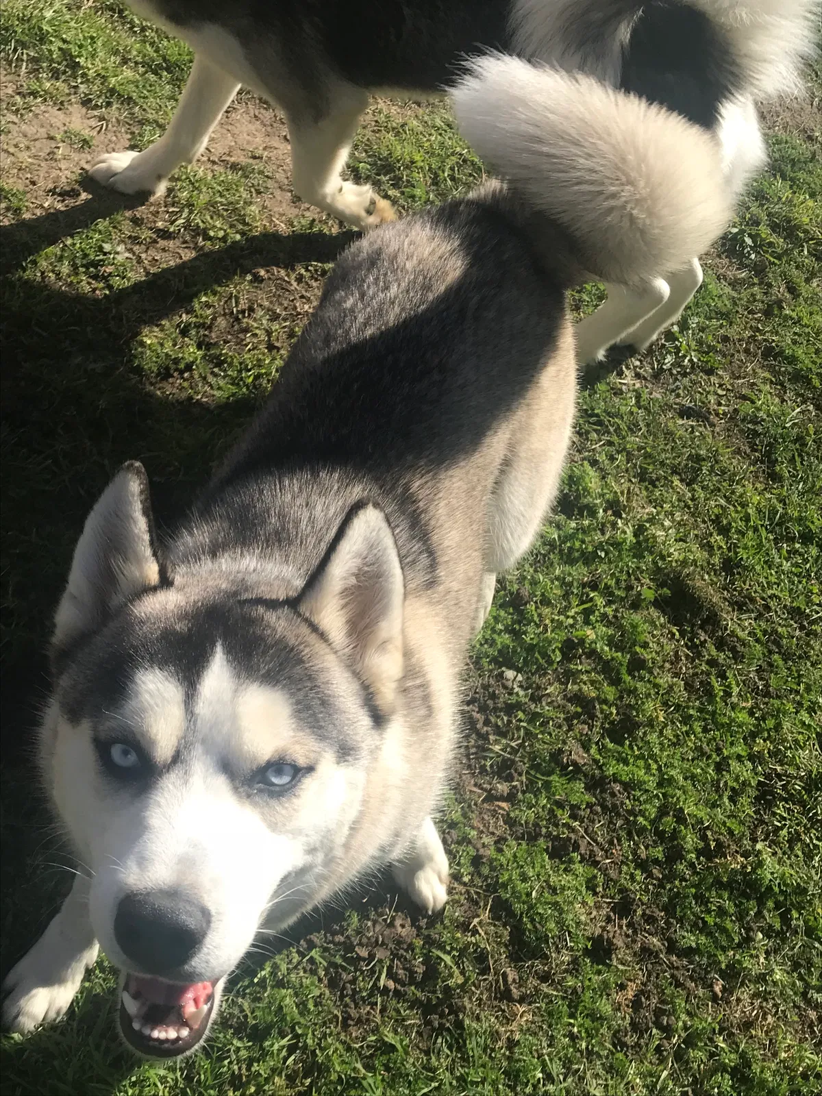 Lost dog in Waxahachie, TX, 75165