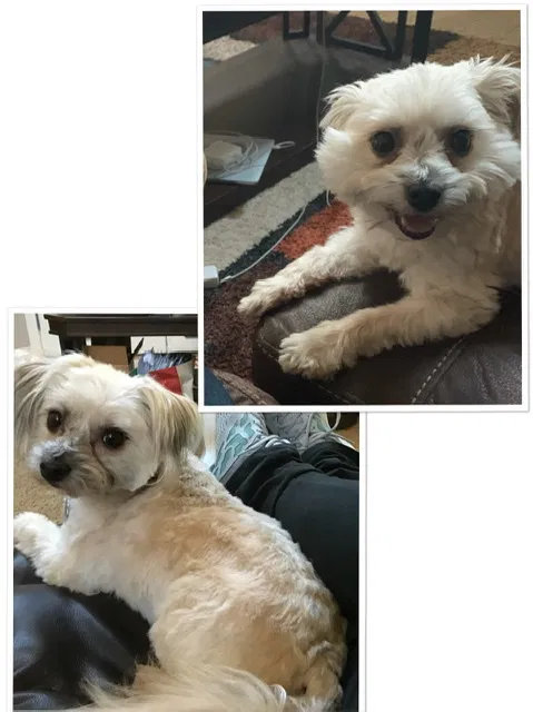 Lost dog in Newnan, GA, 30263
