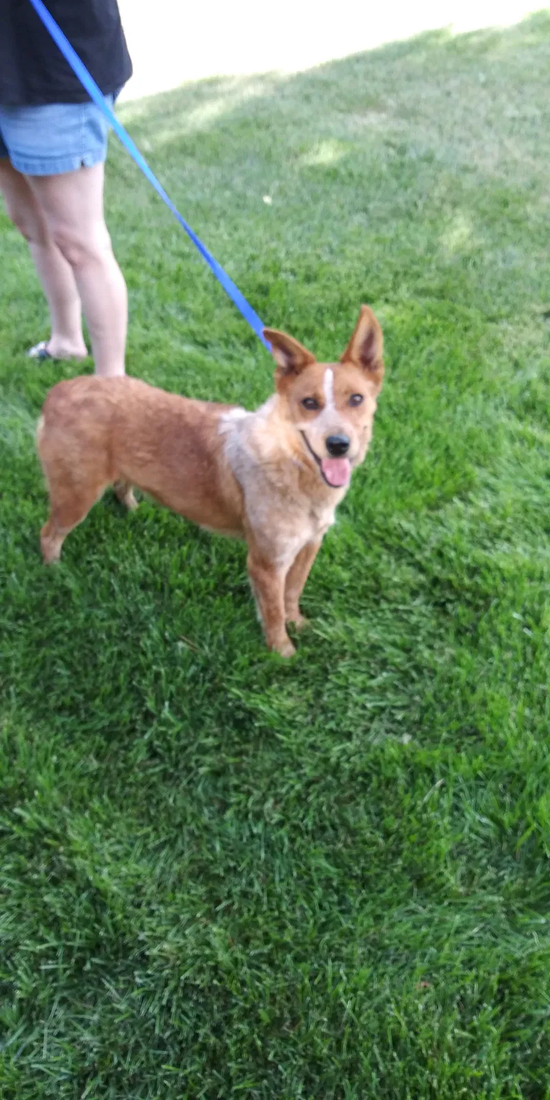 Lost dog in Loveland, CO, 80537
