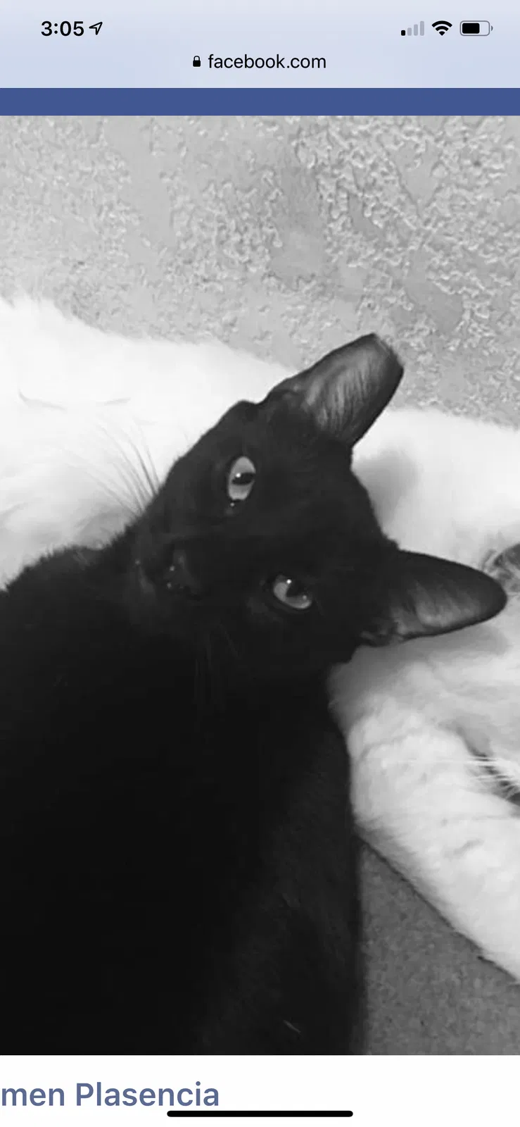 Lost cat in Chula Vista, CA, 91910