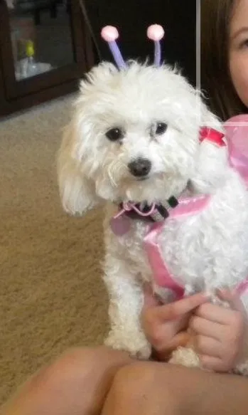 Lost dog in Wichita Falls, TX, 76309