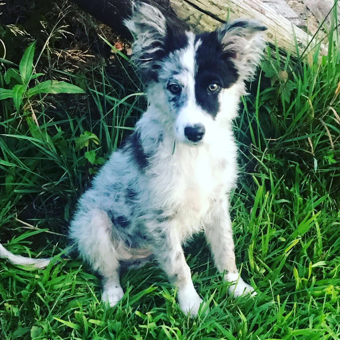 Lost dog in Owensville, MO, 65066