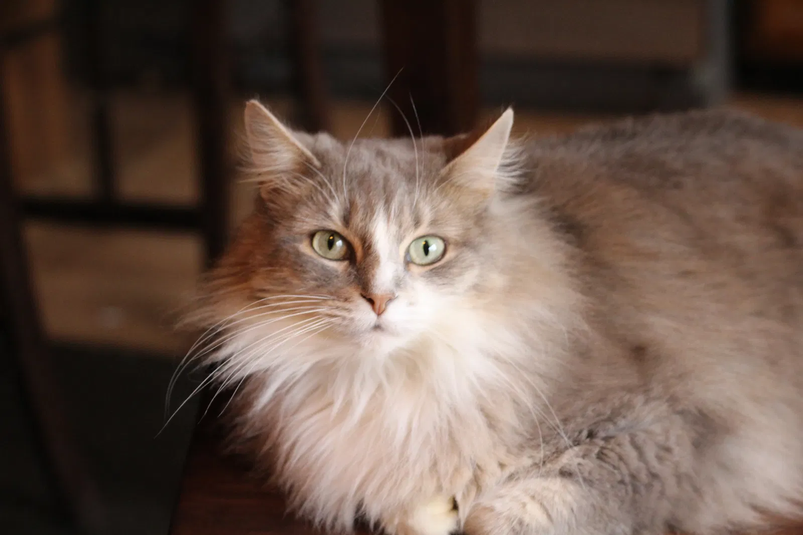 Lost cat in Cincinnati, OH, 45255