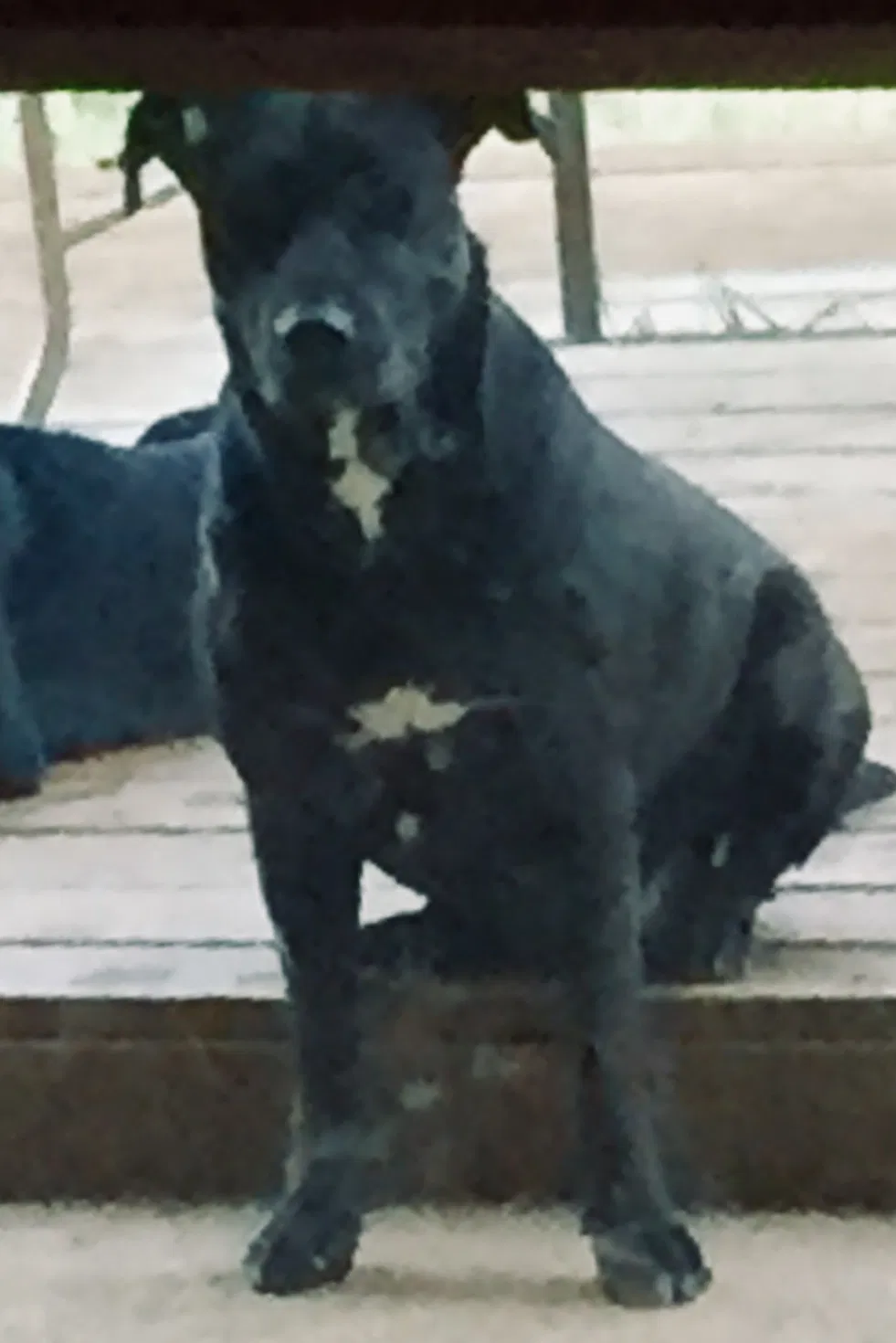 Lost dog in Madison, MS, 39110
