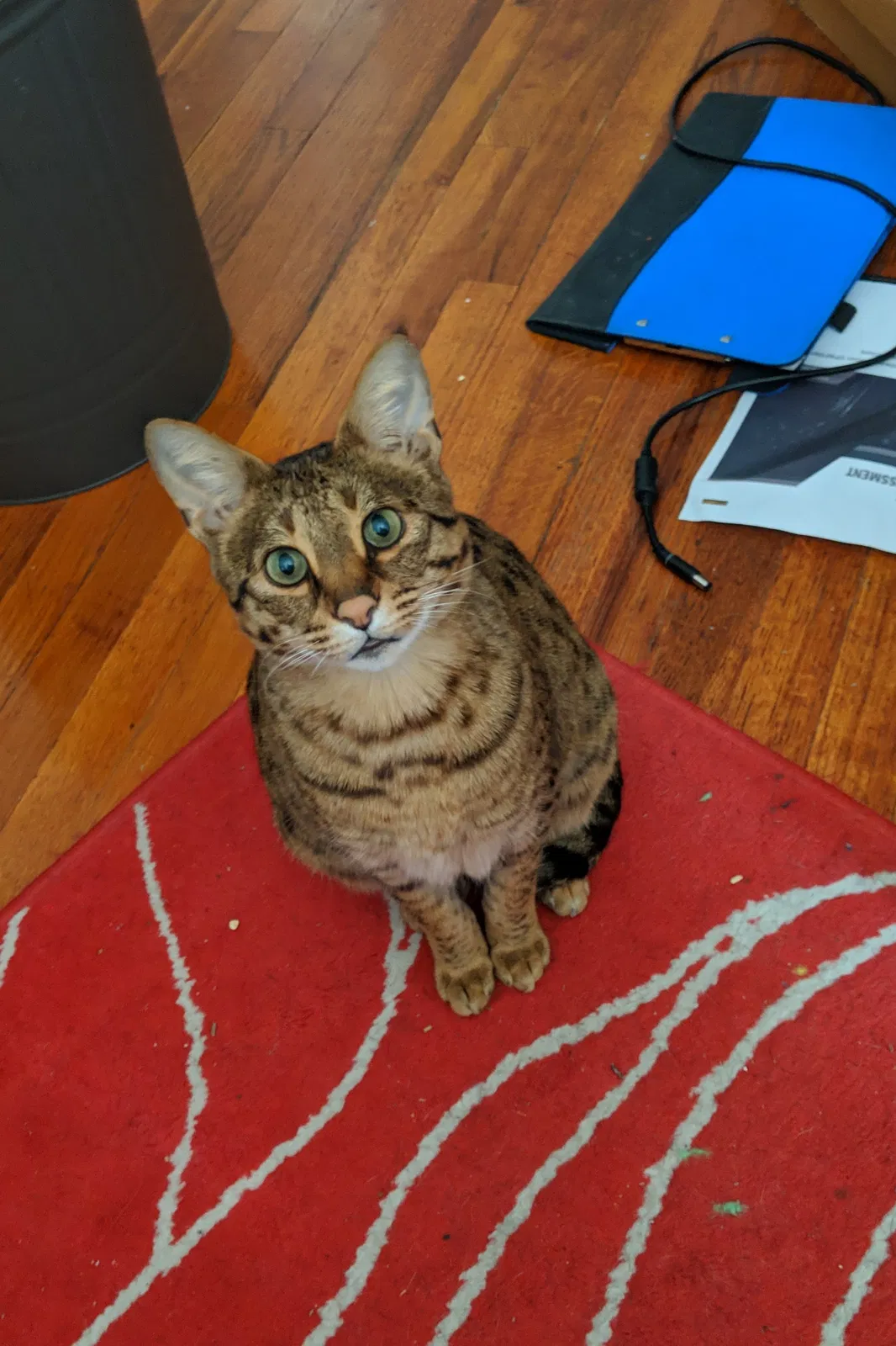 Lost cat in Denver, CO, 80214