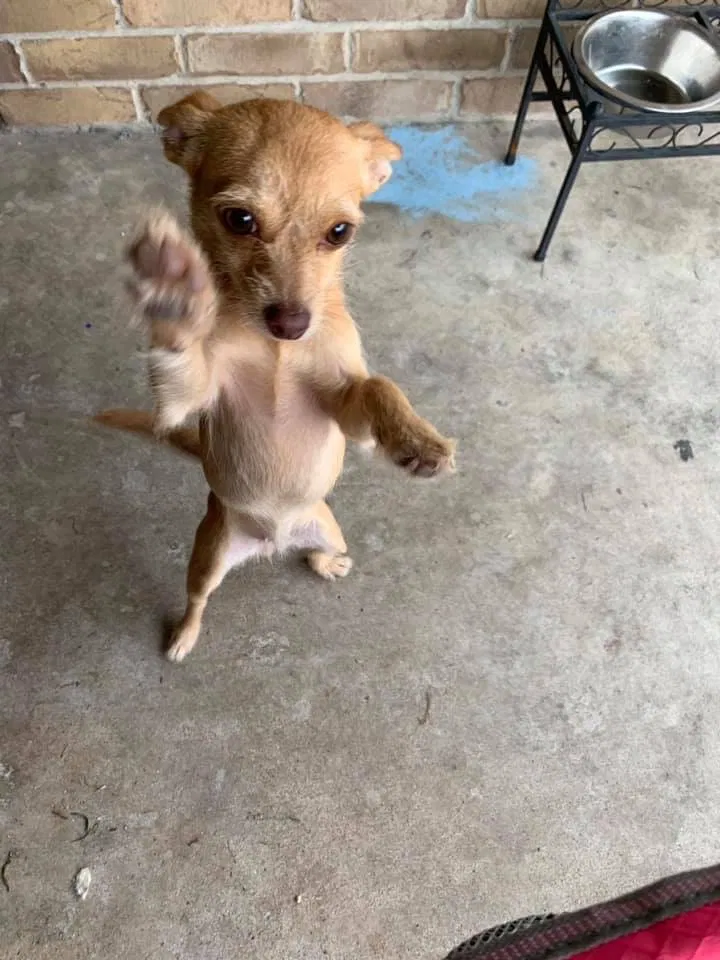 Lost dog in Waxahachie, TX, 75165