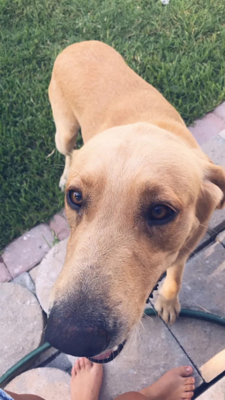 Lost dog in Corpus Christi, TX, 78412