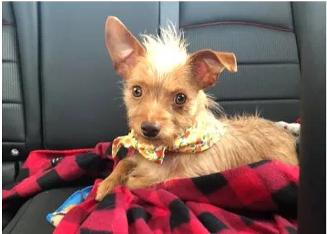 Missing Dog