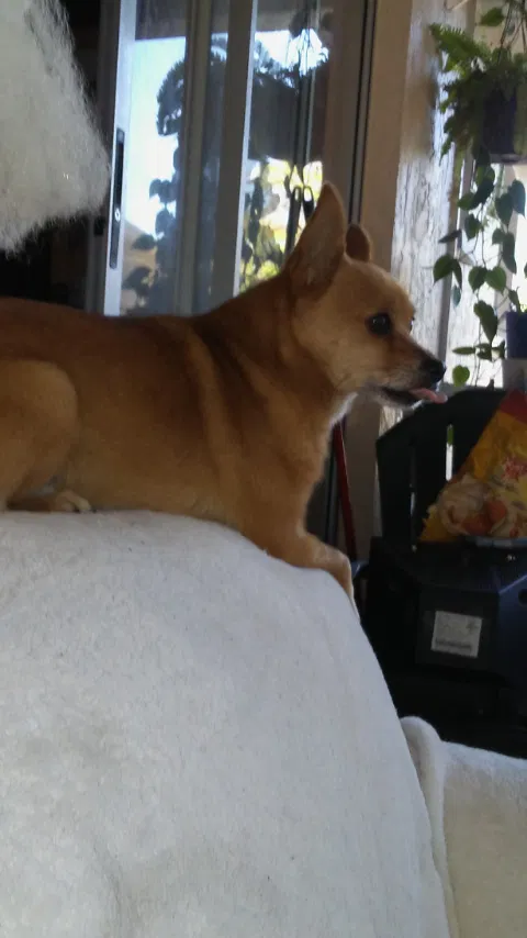 Lost dog in Fort Myers, FL, 33905