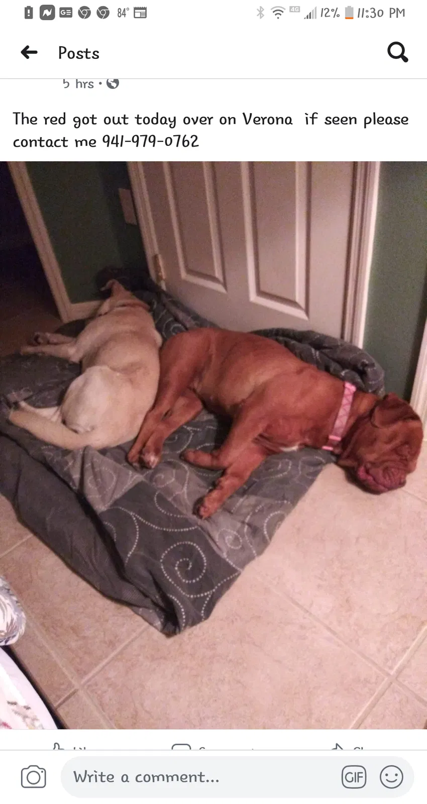 Lost dog in Port Charlotte, FL, 33948