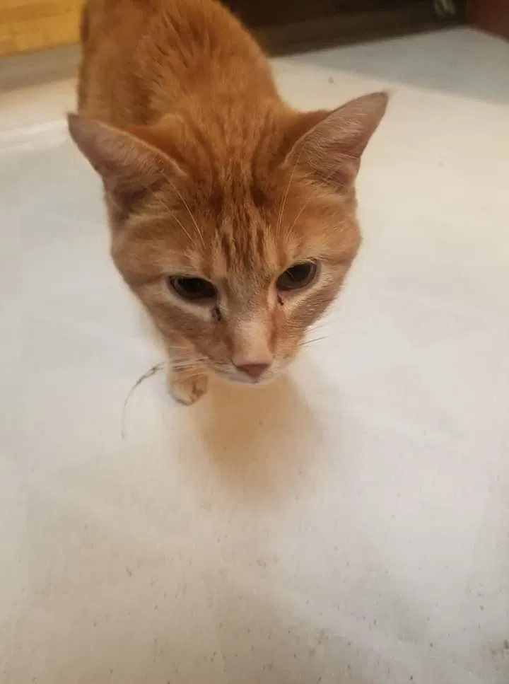 Lost cat in Marion, IA, 52302