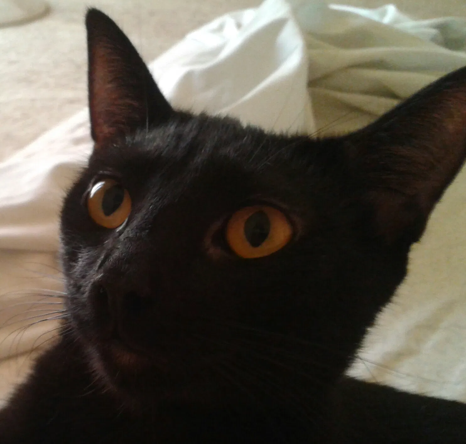 Lost cat in Pauma Valley, CA, 92061