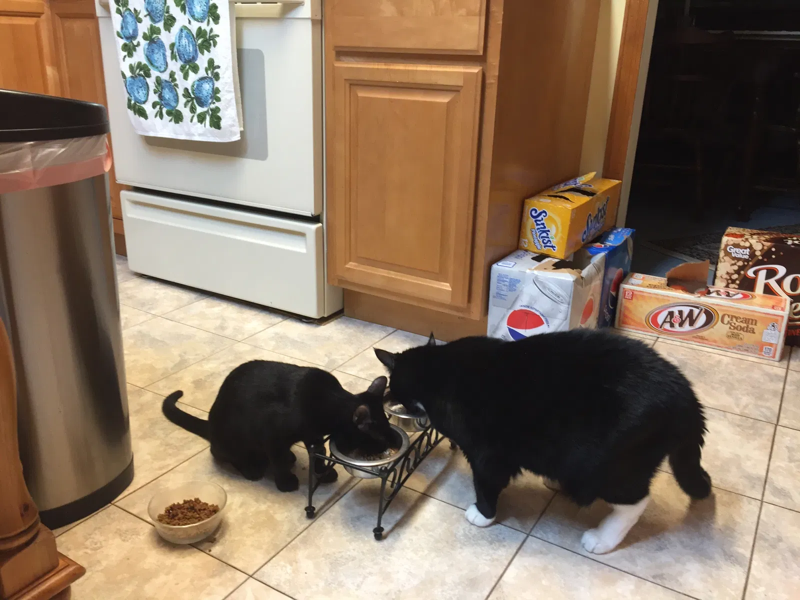 Lost cat in Franklin, NC, 28734