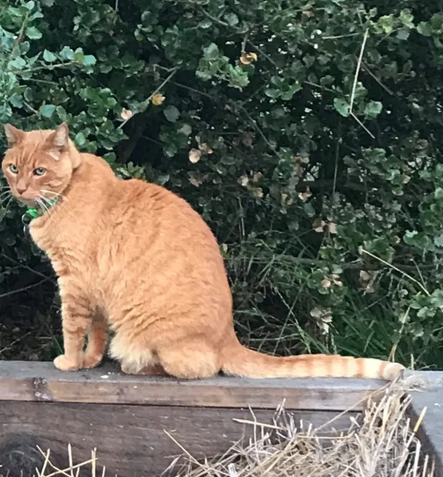 Lost cat in Soquel, CA, 95073