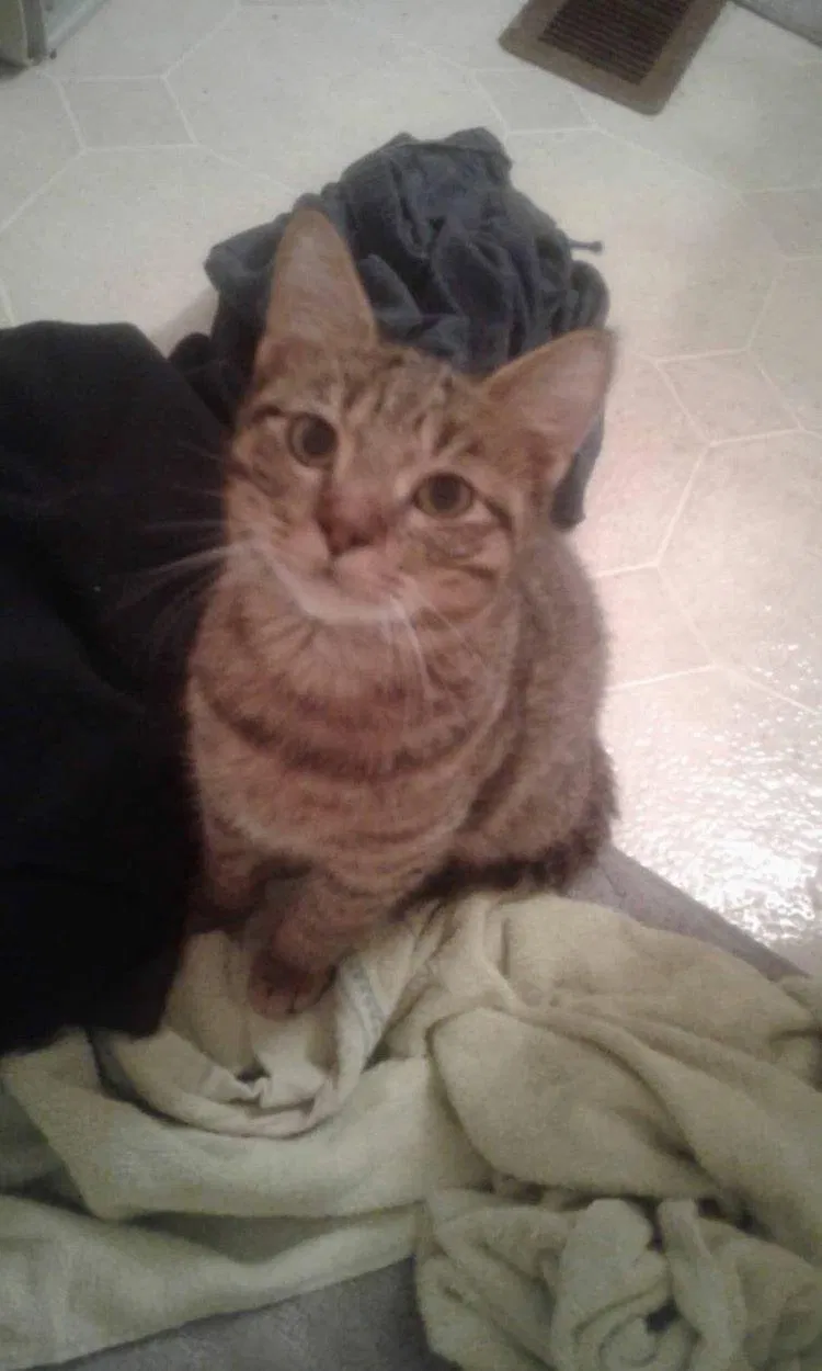 Lost cat in Elgin, TX, 78621