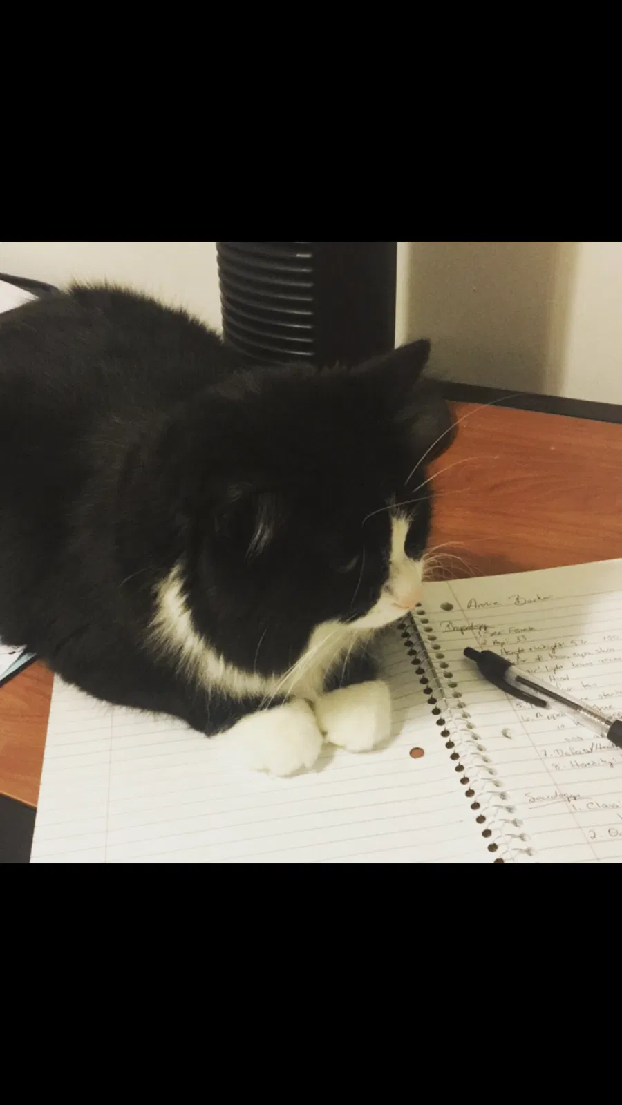 Lost cat in Bloomington, IN, 47408