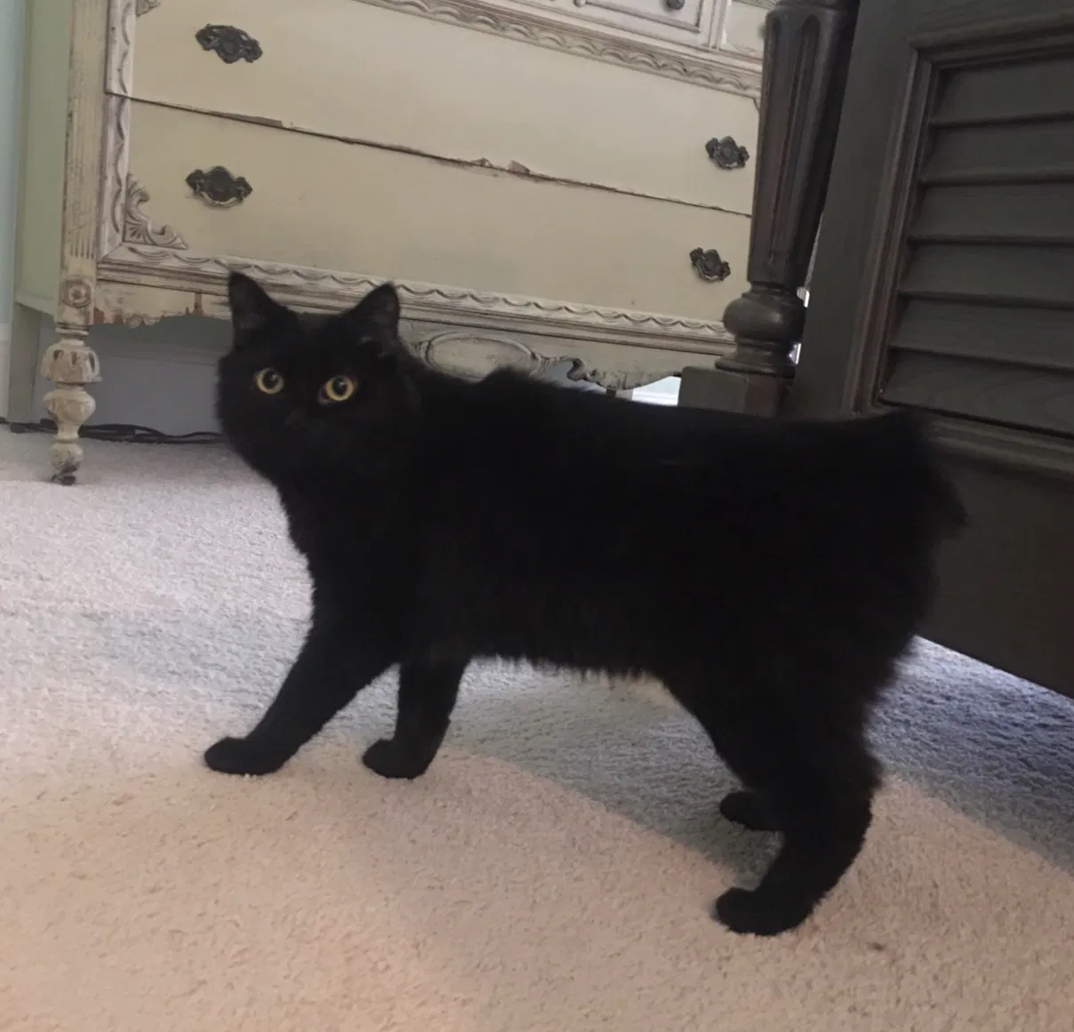 Lost cat in Rome, GA, 30161