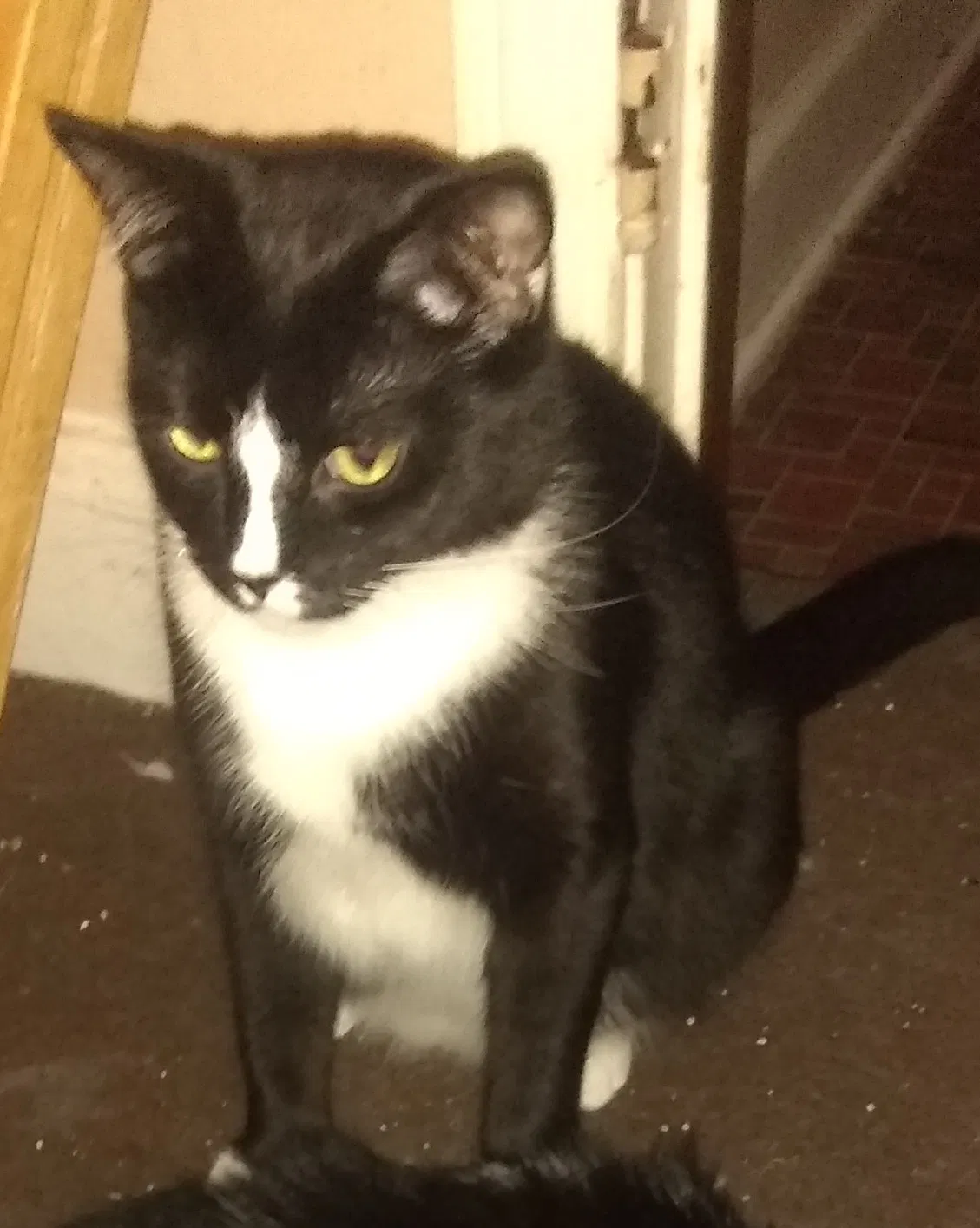 Lost cat in Detroit, MI, 48235