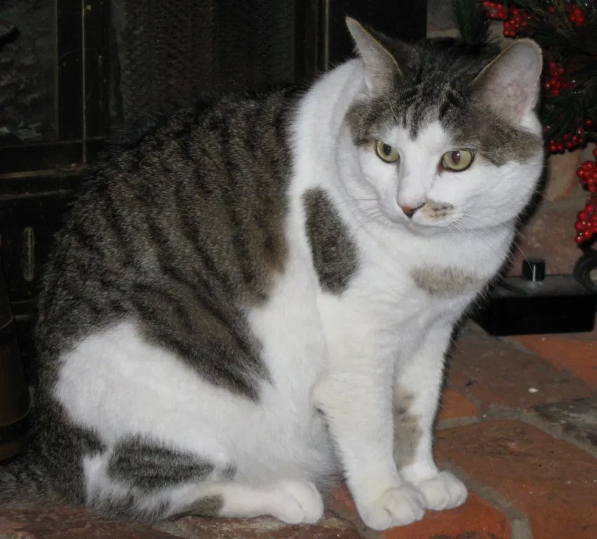 Lost cat in Rural Hall, NC, 27045
