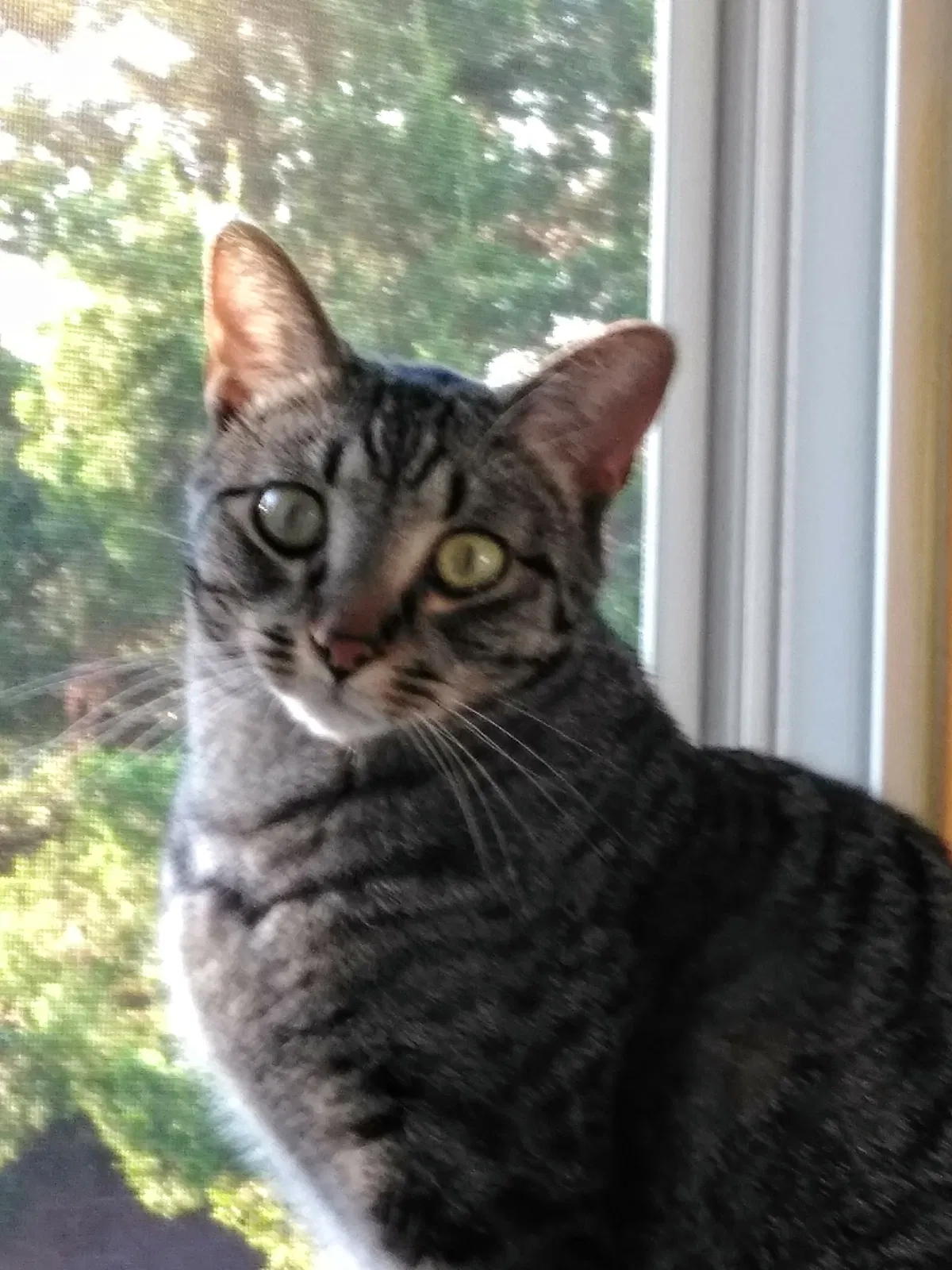 Lost cat in Fort Collins, CO, 80526