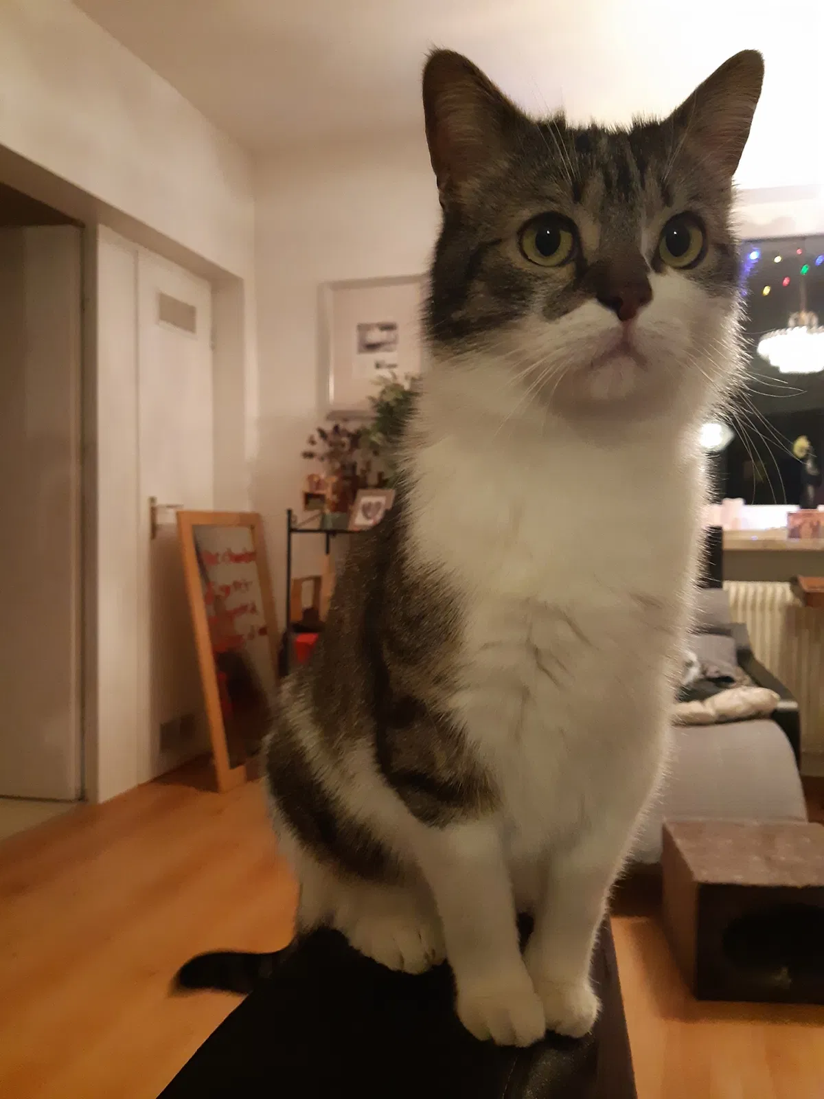 Lost cat in Sterling, VA, 20166