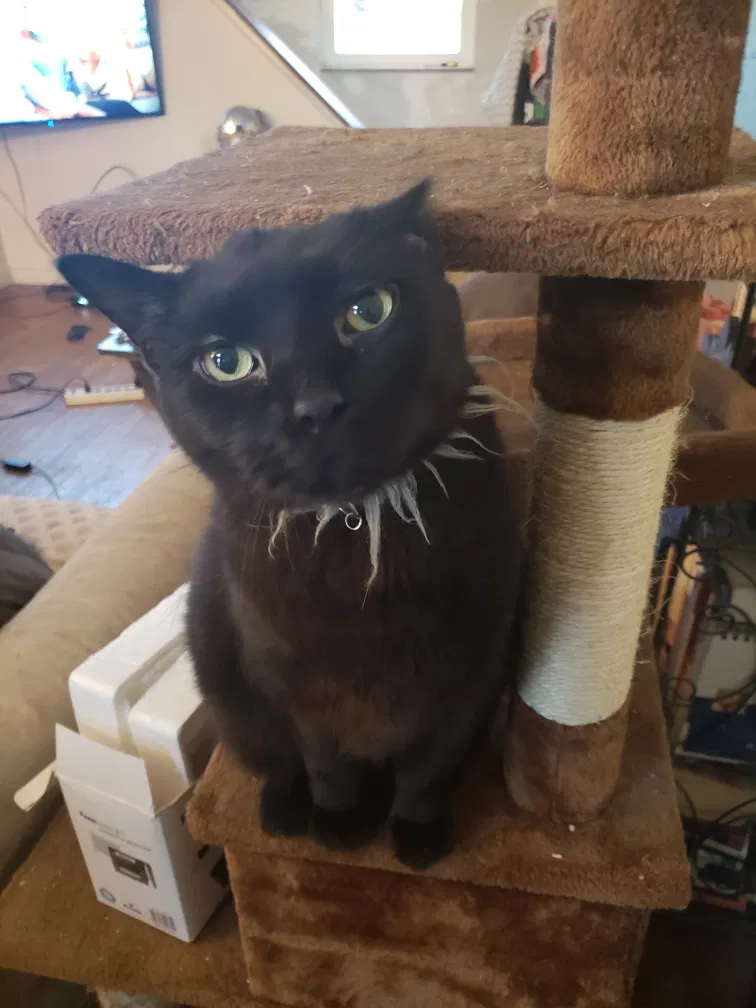 Lost cat in Turtle Creek, PA, 15145