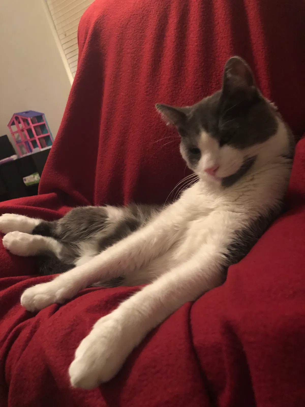 Lost cat in Gilbert, AZ, 85295
