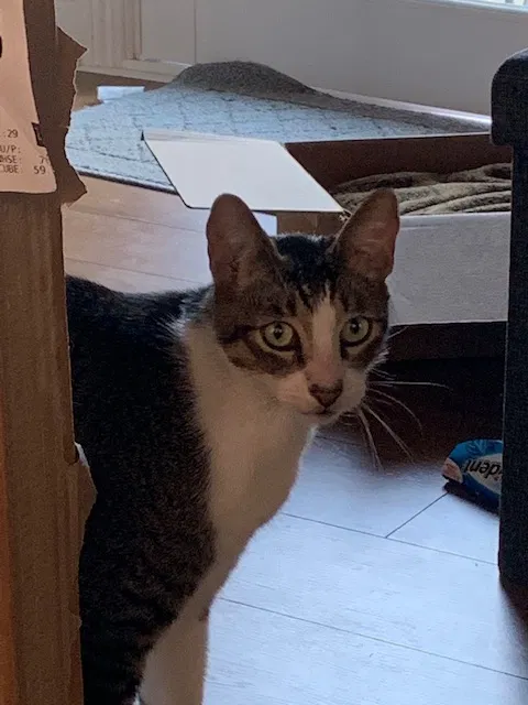 Lost cat in La Habra, CA, 90631