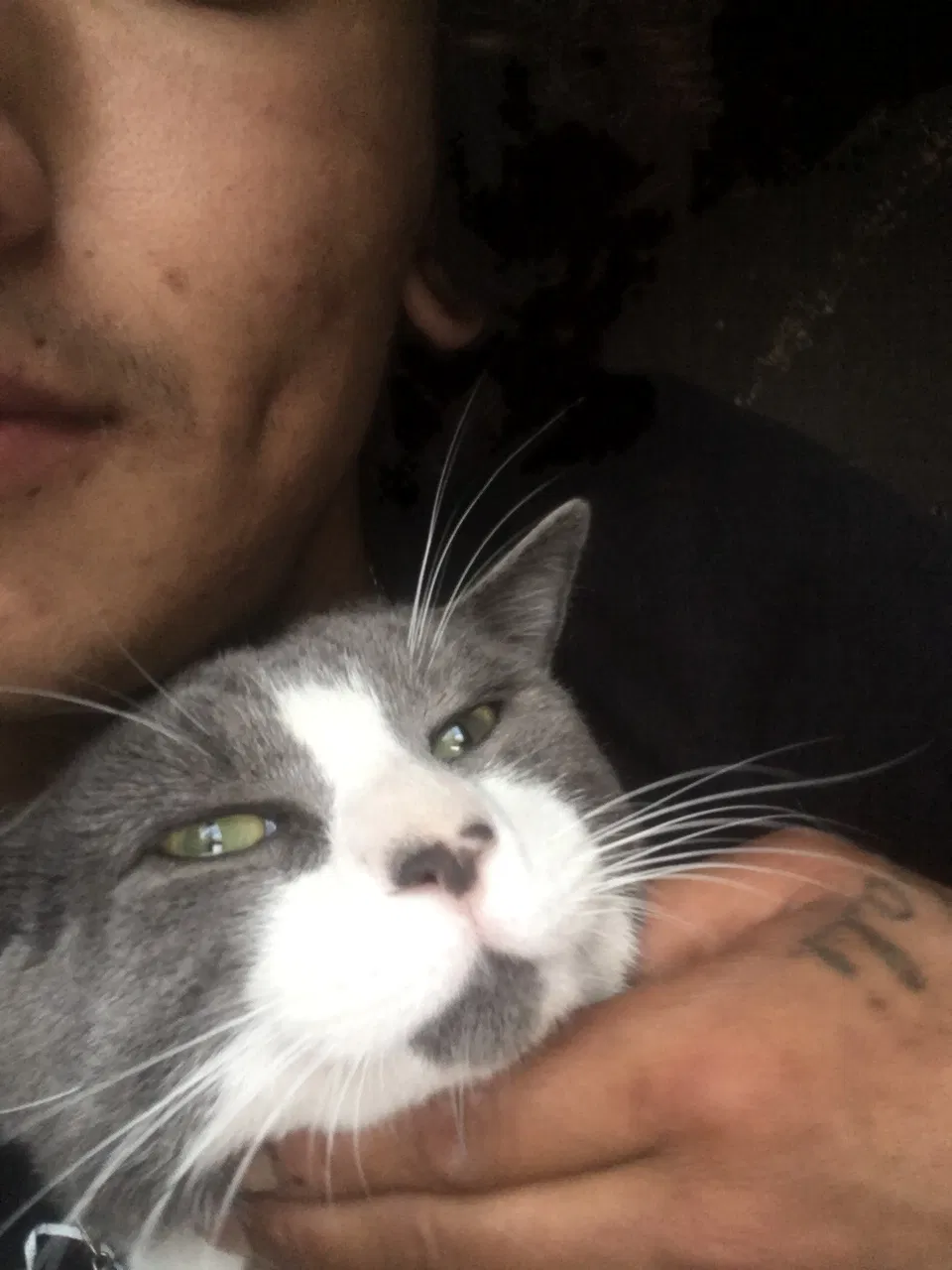 Lost cat in Perris, CA, 92571