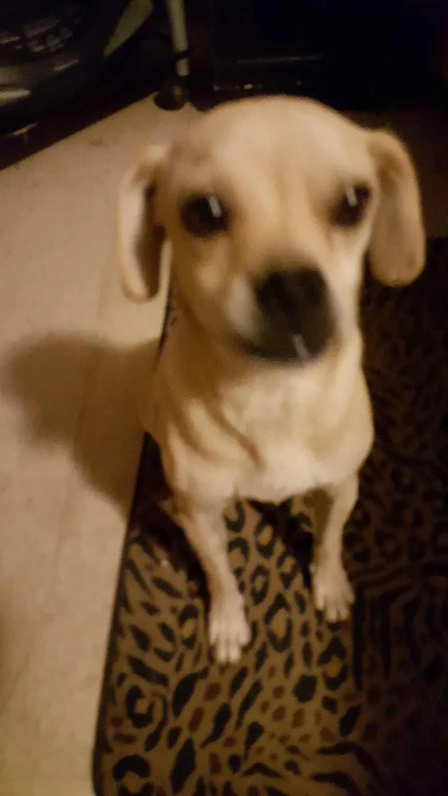 Lost dog in El Paso, TX, 79907