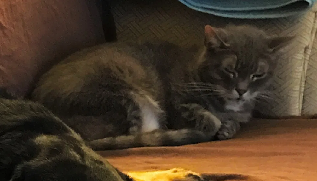 Lost cat in Columbus, OH, 43229